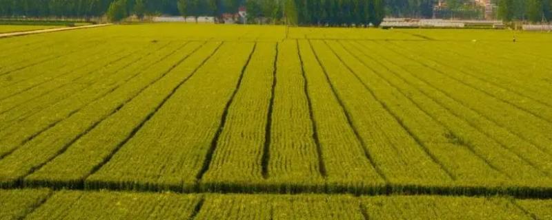 耕地与永久基本农田之间的主要区别