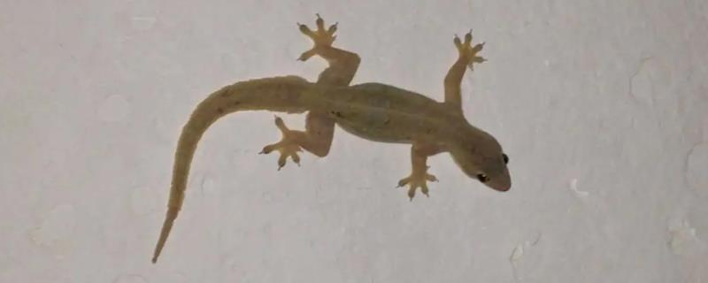 壁虎到底是不是昆虫呢