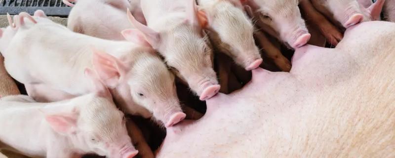 母猪有奶水了大概要多长时间才开始产下小猪
