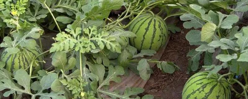 西瓜从开花结果到成熟通常需要多少天，西瓜成熟的具体时间取决于什么条件