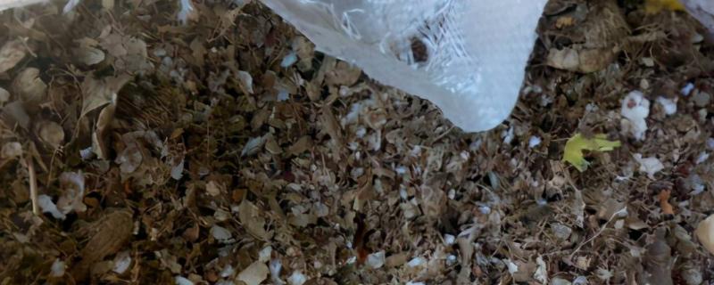 花生壳怎么发酵做营养土,具体详细的操作流程有哪些