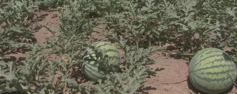 西瓜究竟属于蔬菜还是水果呢