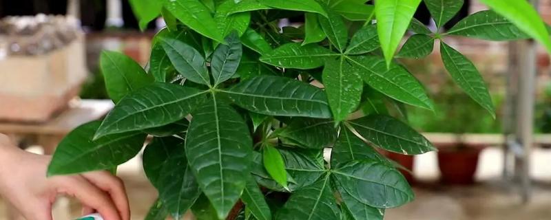 盆栽发财树如何养好树根，具体的养根技巧有哪些