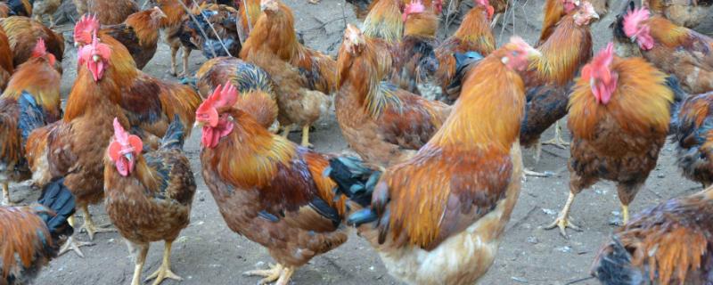 如何给生病的鸡进行疾病防治，具体应该怎样科学合理地使用药物