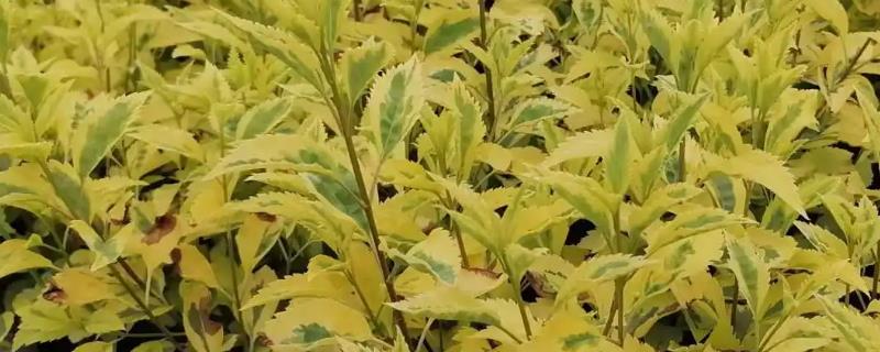 连翘每亩地的产量具体是多少，每年的什么时候进行种植效果会比较好