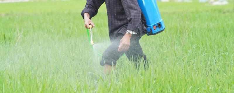 水稻在扬花期过后是否还需要打药防治