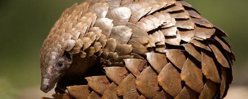 穿山甲属于哺乳动物的一种吗