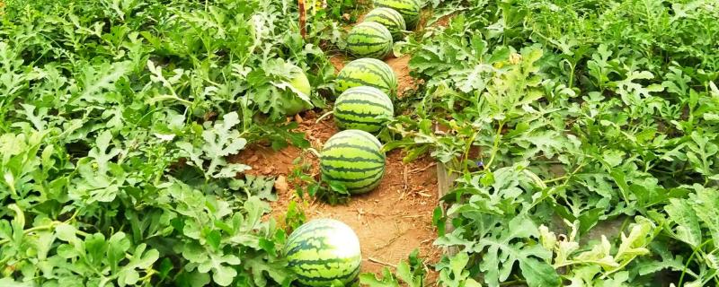 无籽西瓜的培育原理是什么，关于它的具体培育方法和形成机制