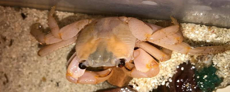 螃蟹产卵之后应该放在哪里呢