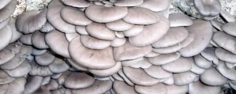 菇类大全品种名字有哪些