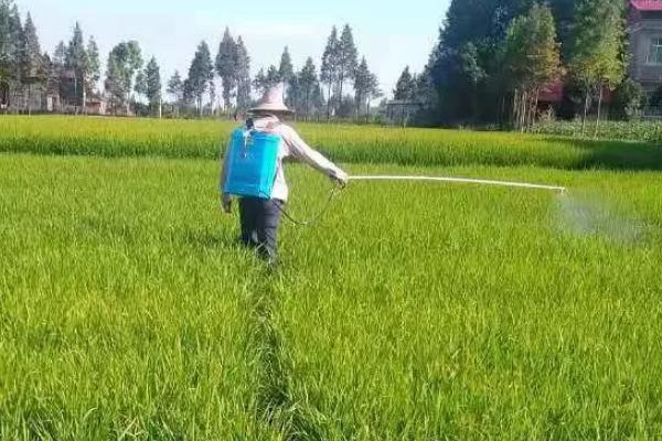 水稻何时打多效唑防倒伏