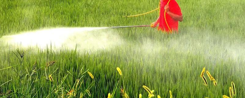 呋虫胺能杀灭哪些种类的害虫