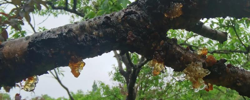 桃树出胶现象应该怎么处理，引起桃树流胶的具体病因有哪些