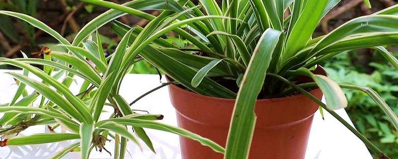 什么是吊兰这种植物，这里有详细的种植技术要点