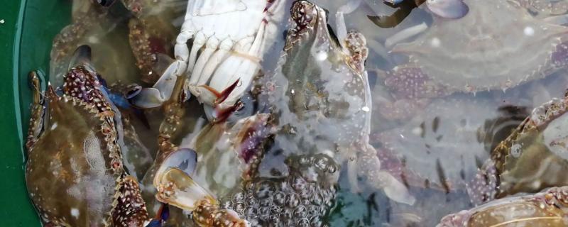 梭子蟹能不能放在淡水中养一个晚上