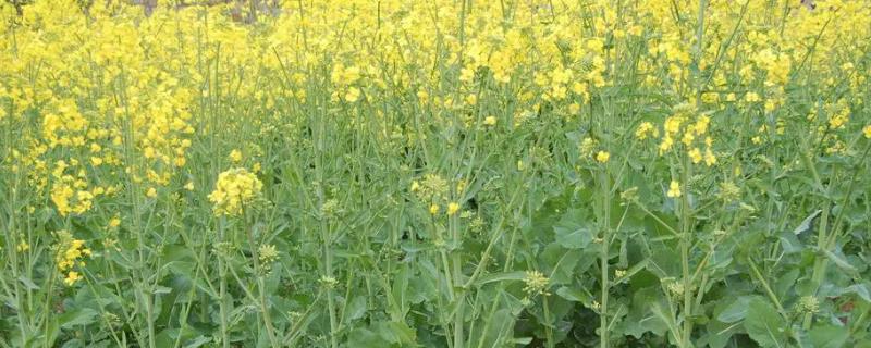 什么是十字花科蔬菜，这类蔬菜具体包括哪些品种