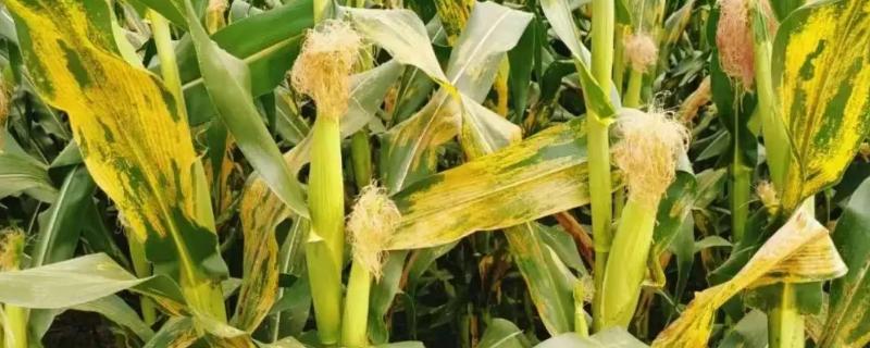 玉米红锈病用什么药剂防治效果比较好呢