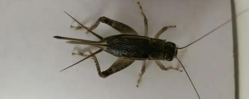 屋里灭蛐蛐应该用什么杀虫剂比较好