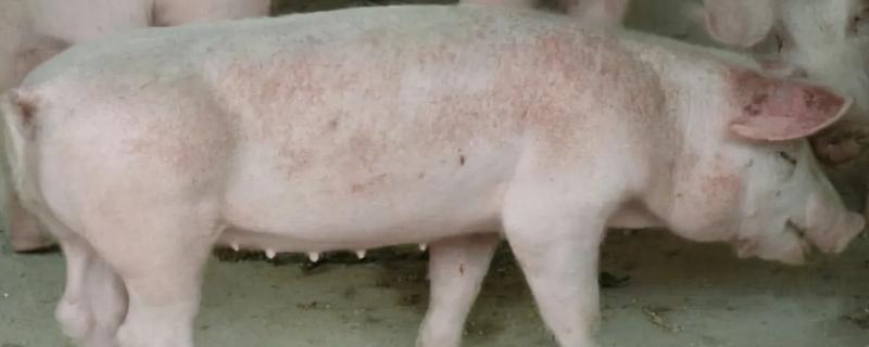 高热病和非洲猪瘟的区别是什么，该如何有效辨别这两种疾病呢