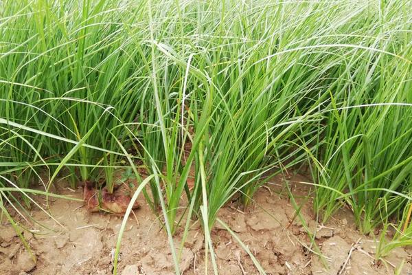 知母种植多久采收,附种植要点