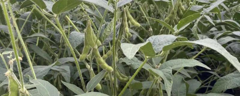 农场中的大豆在晚上为什么会选择睡觉呢