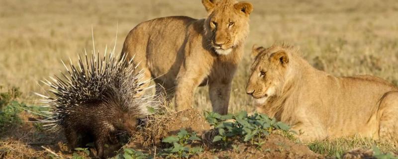 豪猪的天敌究竟都有哪些呢