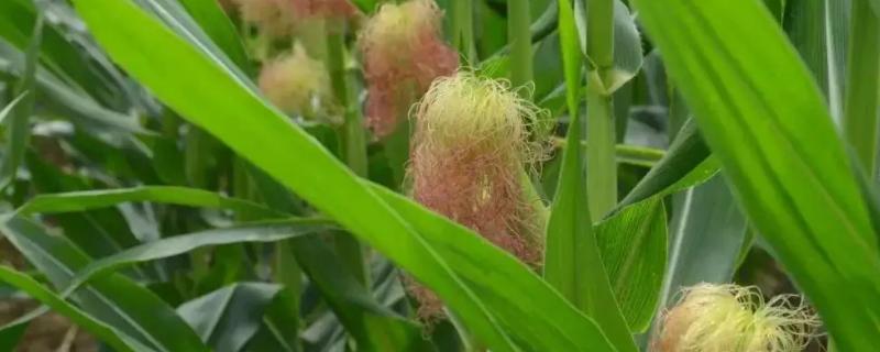 关于丰乐742玉米种子的详细介绍