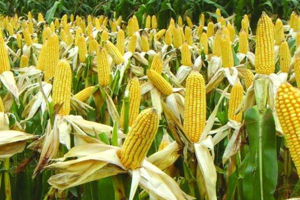 禾平602玉米种子特征特性，出苗至成熟126天左右