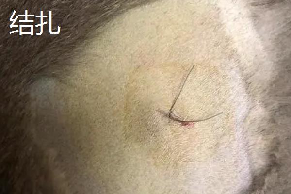 公猫绝育后怎么拆线头，绝育后一周便可拆线