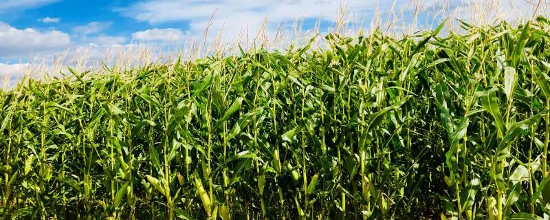 关于春秋221玉米种的详细简介，它是否能够高抗茎腐病呢