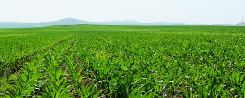 宏兴909玉米品种详细特征简介，中度抗丝黑穗病的能力如何