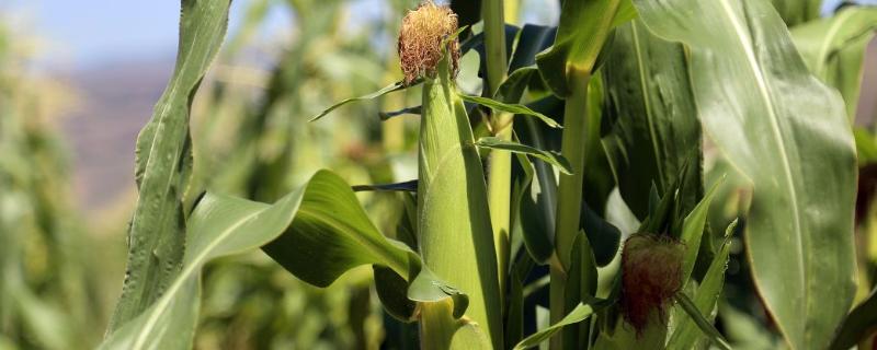 福秋18玉米种子的具体特征特性，属于中早熟玉米品种