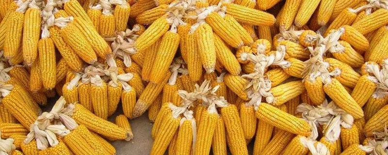 长单301玉米种子详细特征特性，中抗丝黑穗病等病害有哪些