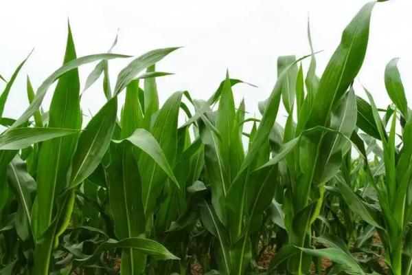 成青3211玉米种子介绍，中抗大斑病和纹枯病