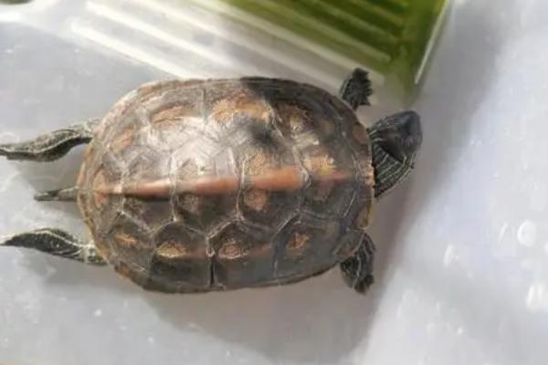 乌龟晒太阳有什么好处，可促进合成钙质
