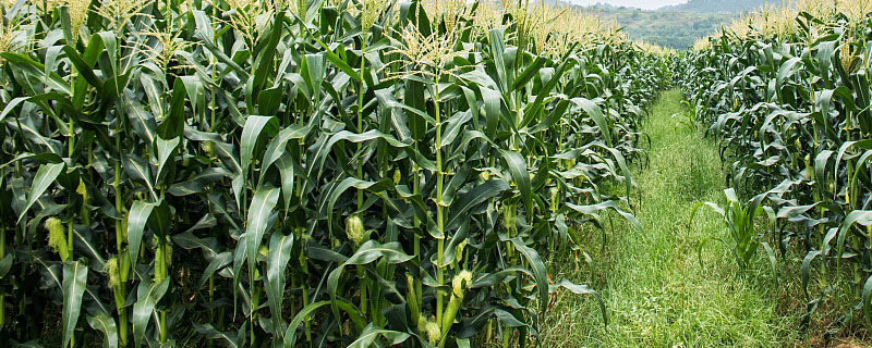 华甜32玉米种子有何特点，它对纹枯病抗性高吗