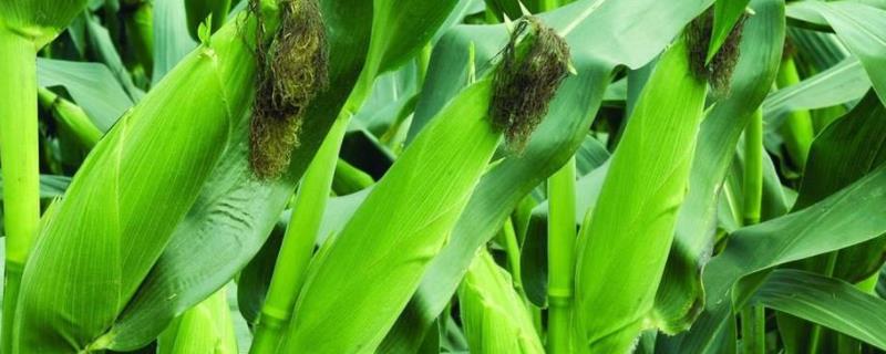 成单3601玉米品种的详细特征简介，春播平均生育期大概在110天左右