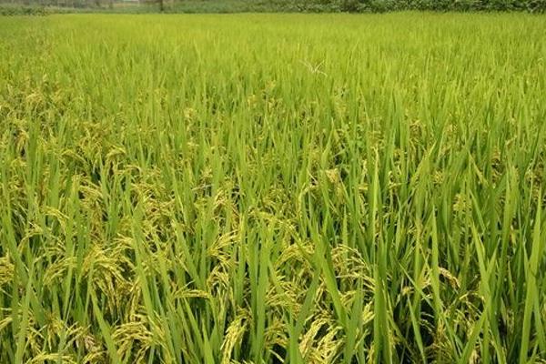 忠香优雅禾水稻品种的特性，该品种基部叶叶鞘绿色