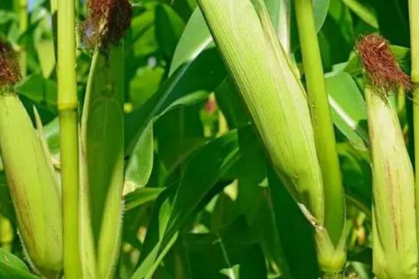 新农26玉米种子简介，密度4500株/亩左右