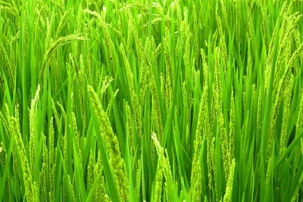 陕农优559水稻品种简介，一般4月5-10日播种