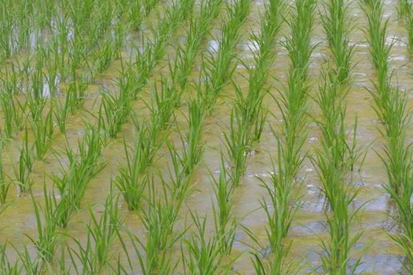 陕农优559水稻品种简介，一般4月5-10日播种