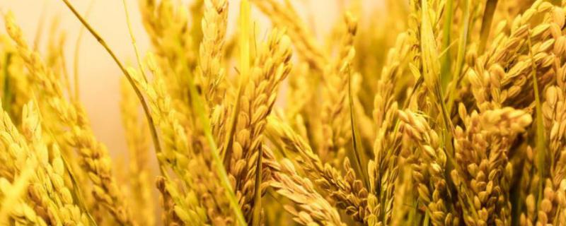 陕农优559水稻品种详细简介，一般选在4月5-10日期间播种