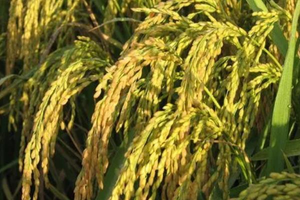 陕农优559水稻品种简介，一般4月5-10日播种
