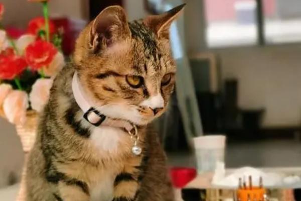 猫肠胃炎的症状,急性的和慢性的症状不同
