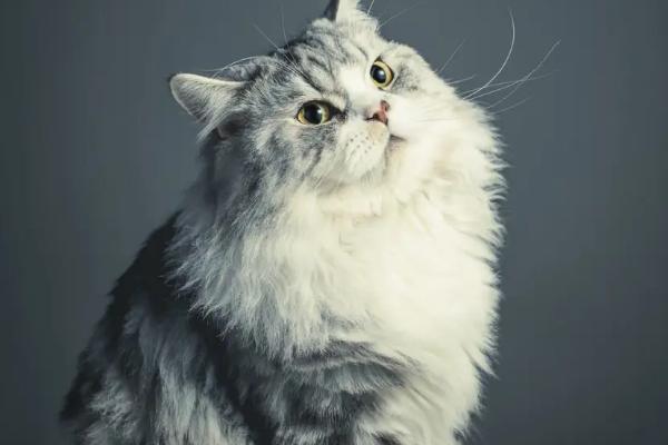 猫肠胃炎的症状,急性的和慢性的症状不同