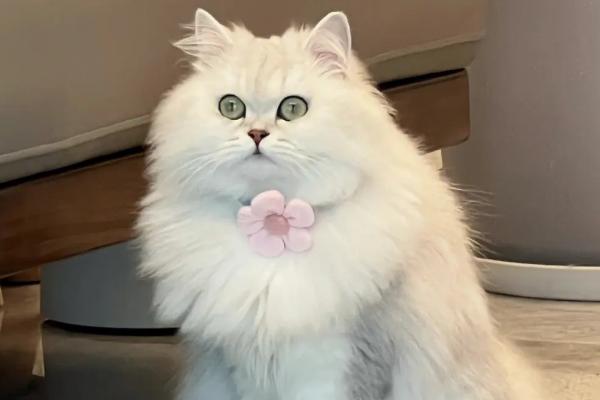 猫肠胃炎的症状,急性的和慢性的症状不同