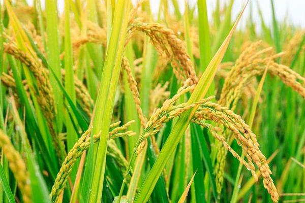 哈勃903水稻品种简介，一般4月下旬至5月上旬播种