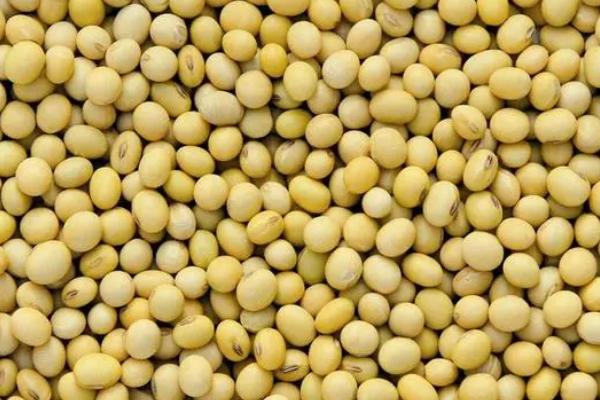 邯豆18大豆种子特征特性，生育期103天左右