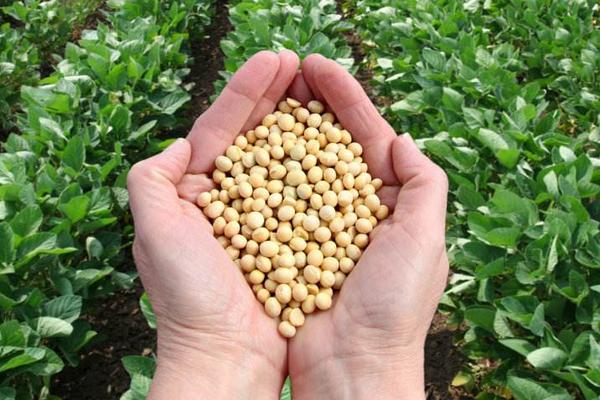 邯豆18大豆种子特征特性，生育期103天左右