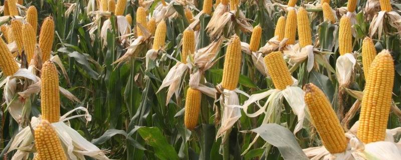 大槐77玉米品种具有哪些特性，种植过程中请注意防治丝黑穗病